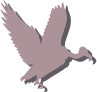 vulture